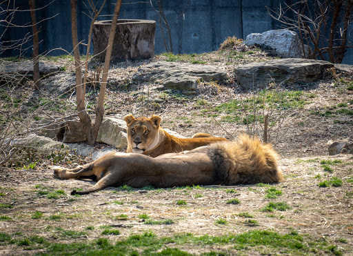Big Cat Country - Thumbnail