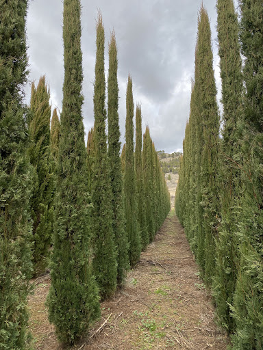 Viveros en Calatayud - Cultivos la Cerrada - Foto 1