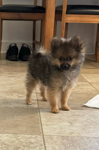 Coldwater Kennel Gallery - United States
