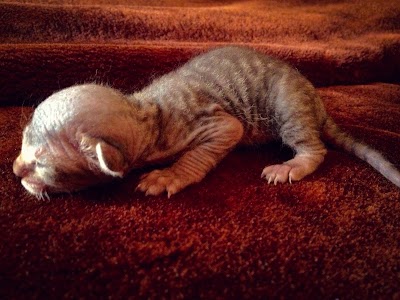 Photos of Beirut Cattery