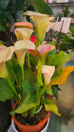 Interflora Södertälje - Thumbnail