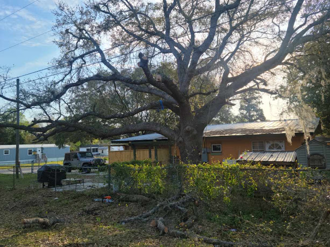 Timber takedown Tree removal