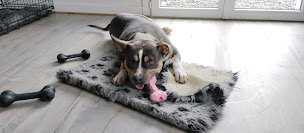 Photo n°23 de Elevage La Legende US De Siberia: chiots American Staffordshire Terrier à La Porcherie ()