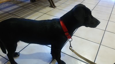 veterinary-care