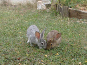 Photo n°16 de le Mouscaillou chambres d'hotes à Escoussens (Maison d'hôtes)