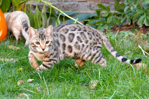 Katzenpension Weidenkätzchen Gallery - Germany