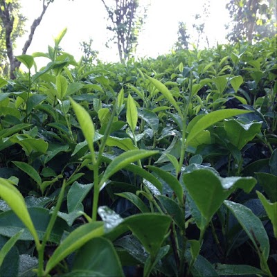 Photos of Rambukana Tea Estate