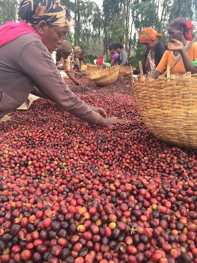Photos of Nardos Coffee Export