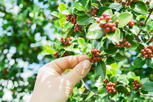 Photo n°10 de DALLMAYR Distribution Automatique à Langres (Distributeur de café)