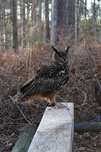 Falconry Centre - Visual