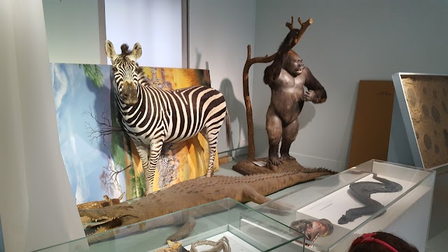 Muséum d'Histoire Naturelle de Tours