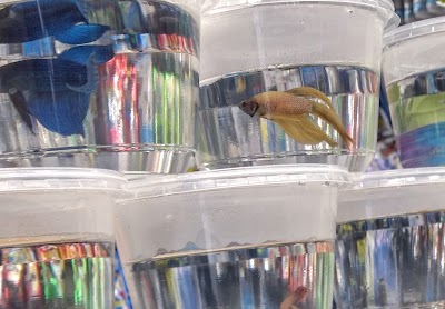 Eden Pets Supplies & Aquarium