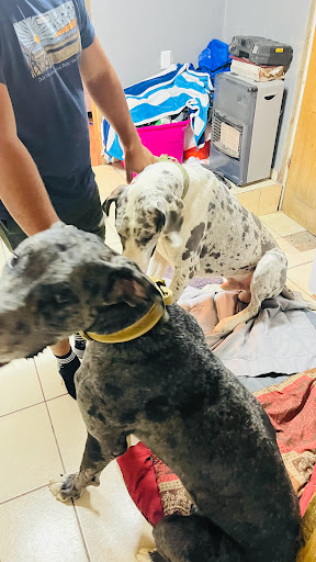 VETERINARIA & CREMACIONES A DOMICILIO/EMERGENCIAS