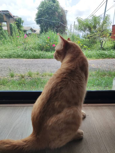CatDreamPetHotel