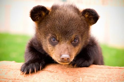 Bear Country USA