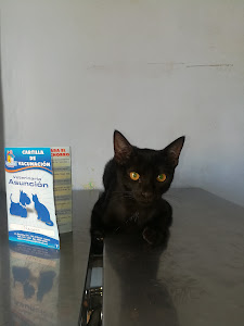 Veterinaria Pet Shop Asuncion 1