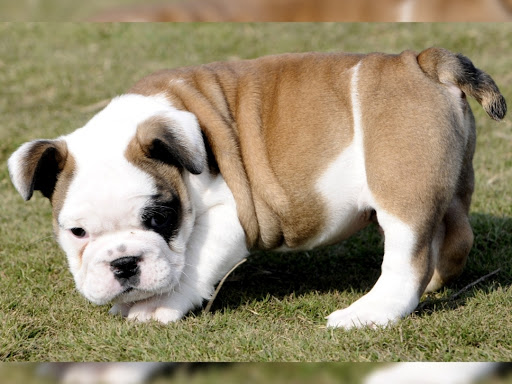 British Bulldogs/English bulldog puppies available with kci certification and microchip, VACCINAT… post image