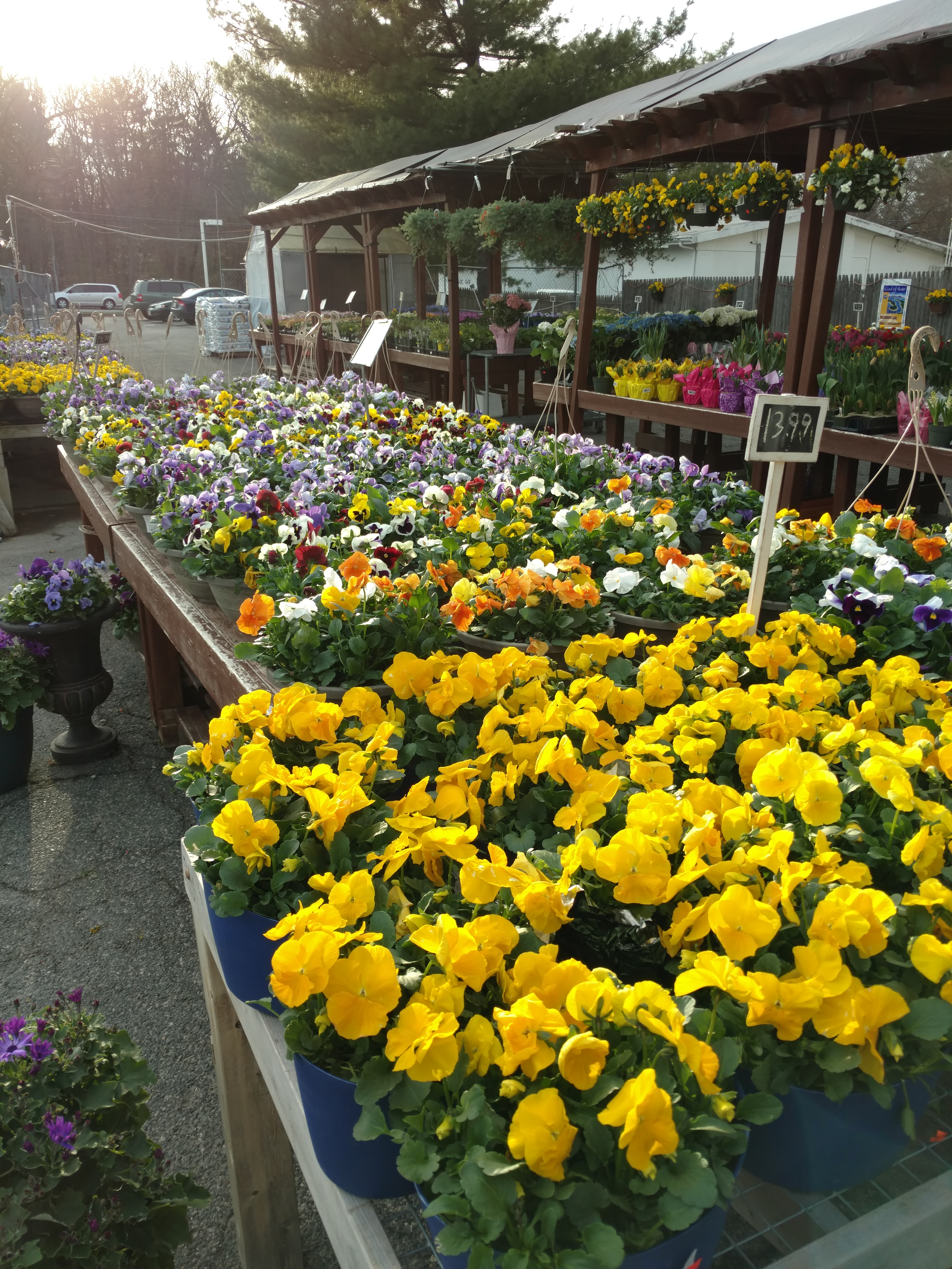 Fran's Flowers