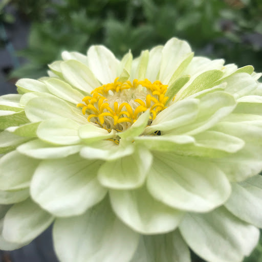 Bold flowers - Thumbnail