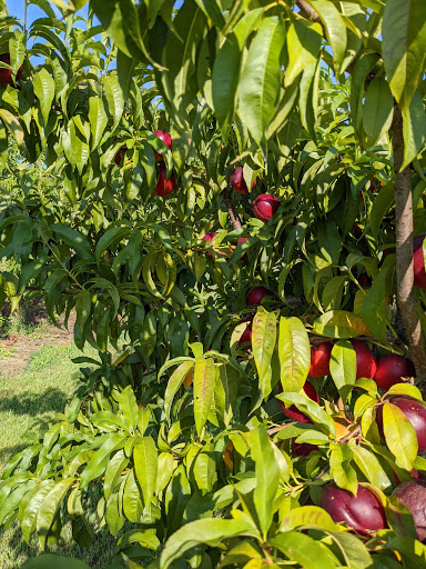 Bush Neck Farm - Thumbnail