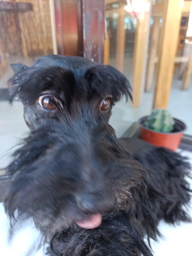 Veterinaria Madero - Thumbnail