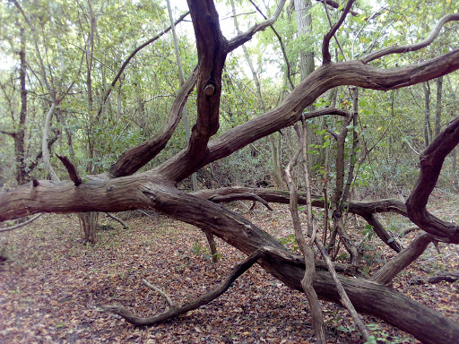 Archers Wood Nature Reserve - Thumbnail