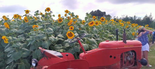 Franklin Farm - Sunflower Fields - Auckland - Thumbnail
