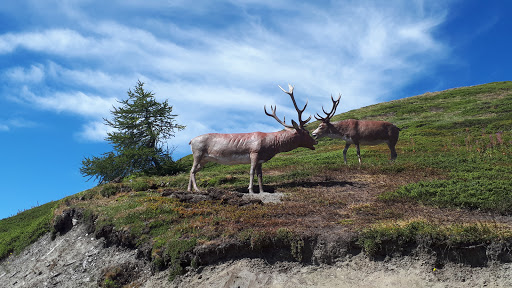 Bosco del Mont Fallere - Thumbnail