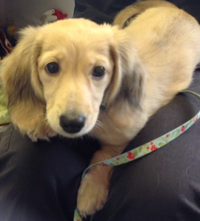 Photos of Hanahan Veterinary Clinic