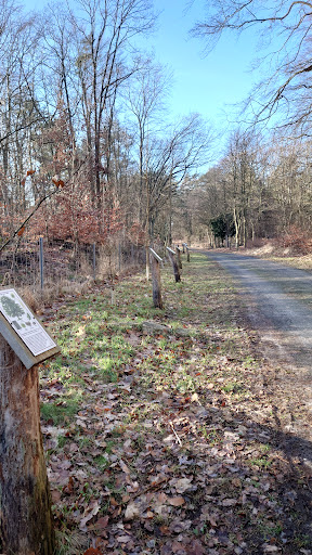 Allee der Bäume des Jahres - Thumbnail