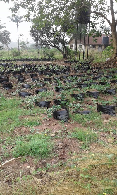 Photos of Songhai Redemption Farm