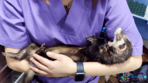 GWANA VET Veterinario Exóticos