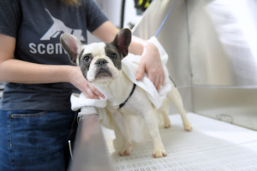 Scenthound Carnes Crossroads