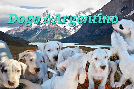 Dogo Argentino of California Gallery - United States