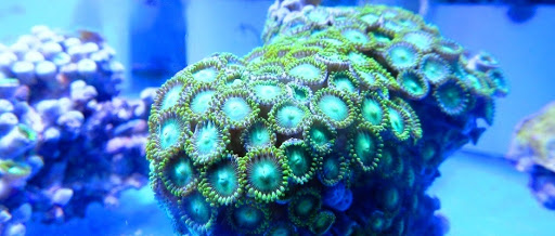 Calico Aquatics - Thumbnail