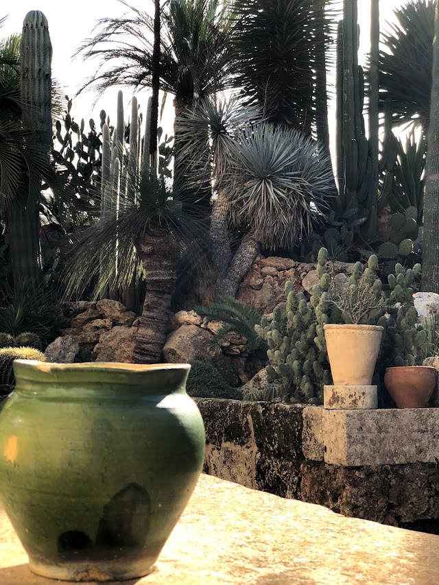 Scarascia Cactus e Succulente