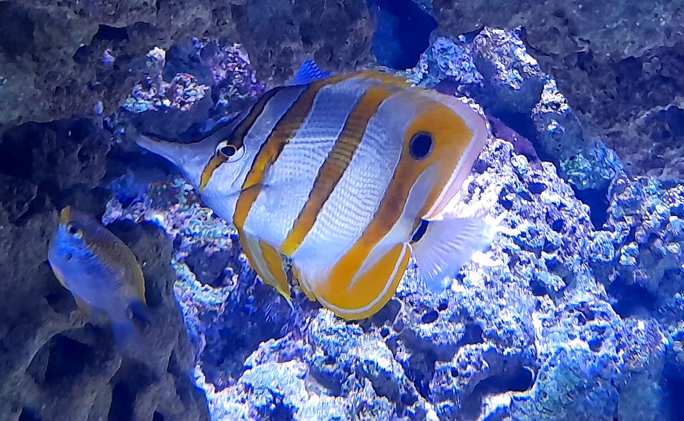 Photo of marine fish