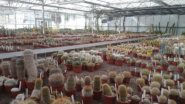 Kuentz Cactees Fleurs