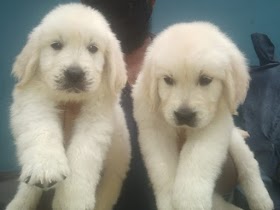 pet dogs for sale bangalore Dog sale in bangalore