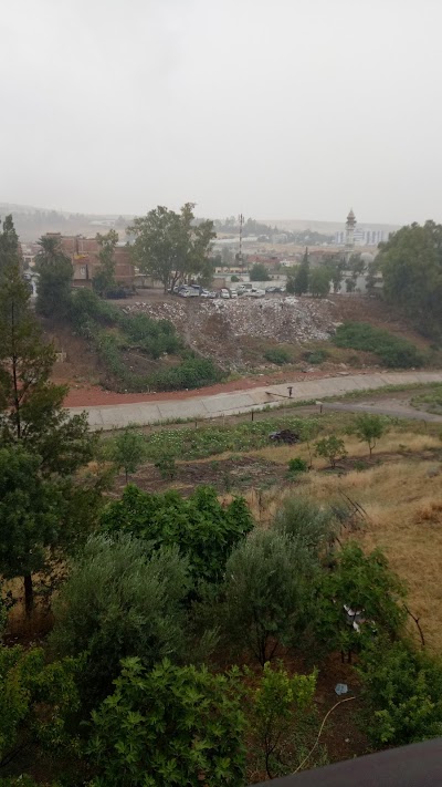 Photos of النرجس