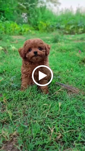 Toy poodle puppy available post image
