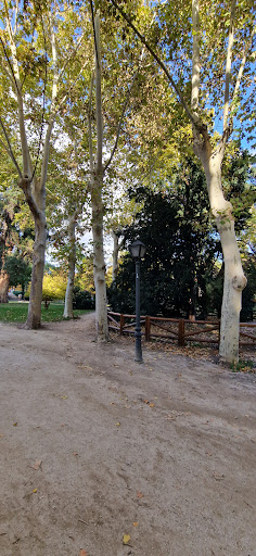 Árbol singular: Tejo - Visual