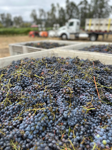 Farm to Bottle Vineyard Management - Thumbnail