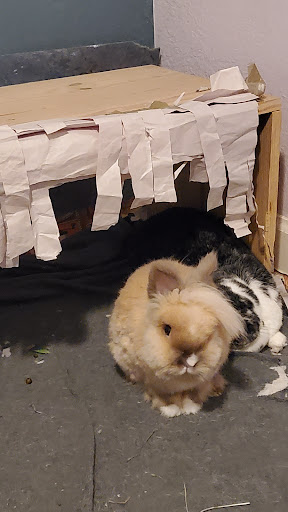 Special Bunny - house rabbit rescue & adoption - Thumbnail