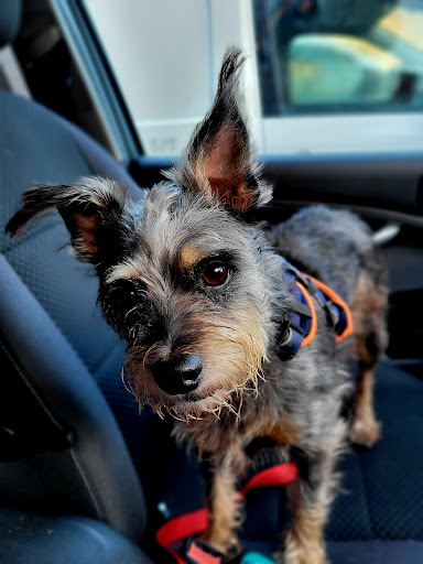 Endell Veterinary Group - Thumbnail