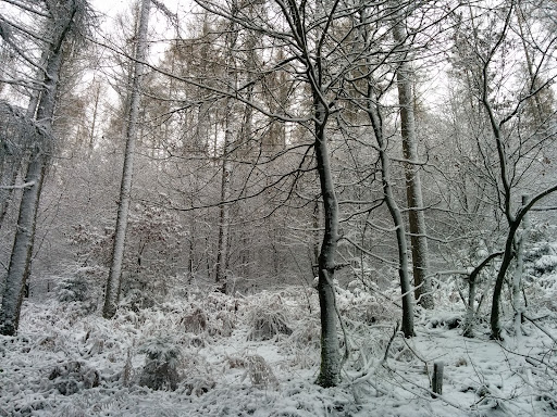 Gartenfreunde Heiderbaum
