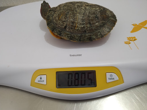 Clínica de Urgencias Veterinarias Exóticos & Pequeñas Especies