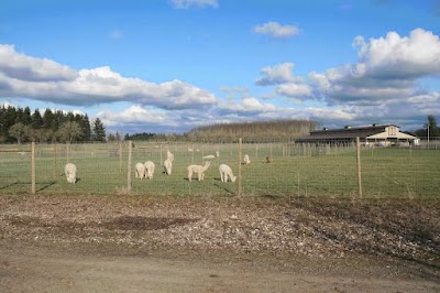 Alpacas at Marquam Hill Ranch