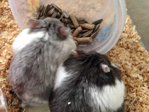 25 day old Pure home bred dwarf Hamster pups ready for taking. Completely hand tamed. For more in… post image