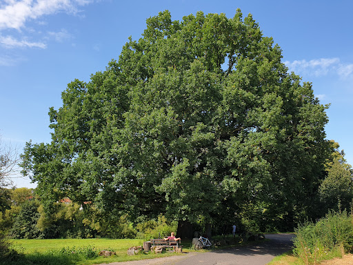 Kaisereiche - Thumbnail